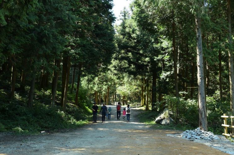 장성 축령산 편백숲길을 등산객들이 걷고 있다. 사진=장성군