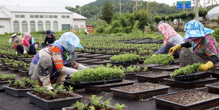 국향축제를 위한 국화 식재 모습