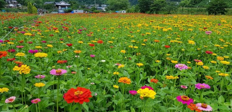 화순군 남면 생태자연학습장, 백일홍 만개