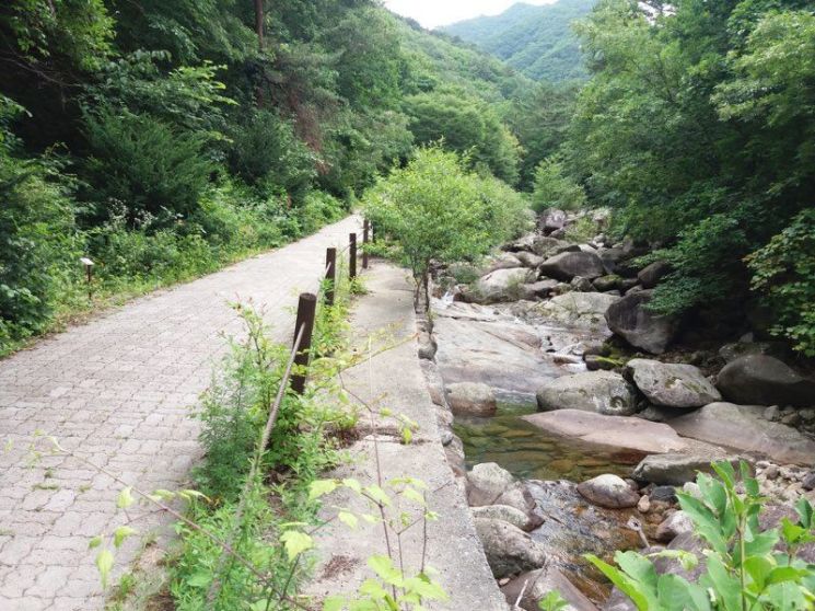 소백산 천동계곡 숲 전경. 산림청 제공