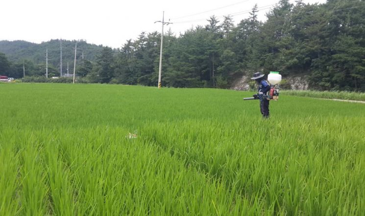 고흥군, 벼 이삭거름 적기·적량 사용 고품질 쌀 생산 총력