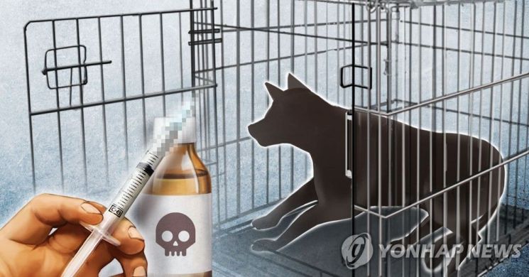 동물 보호소에 있는 개·고양이 중 일부는 가족을 찾아 가지만, 대부분은 자연사하거나 안락사 당한다./사진=연합뉴스