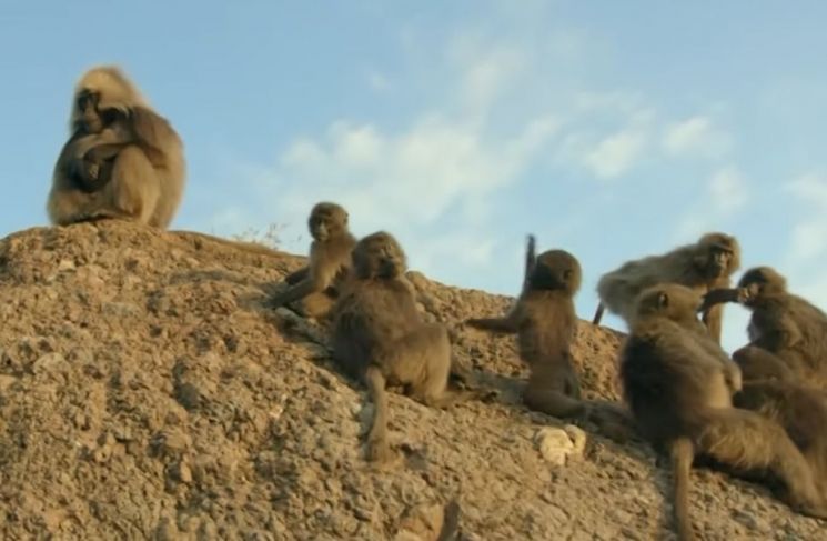 개코원숭이는 집단을 이뤄 생활하는데 먹고 살기 위한 환경이 열악해지면 암컷은 자기 자손을 위해 경쟁자나 형제의 새끼를 죽이기도 합니다. [사진=유튜브 화면캡처]