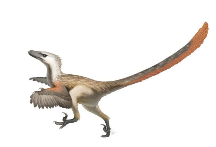 [논란의 공룡史] 공포의 대명사 '랩터', 실제론 닭 크기?