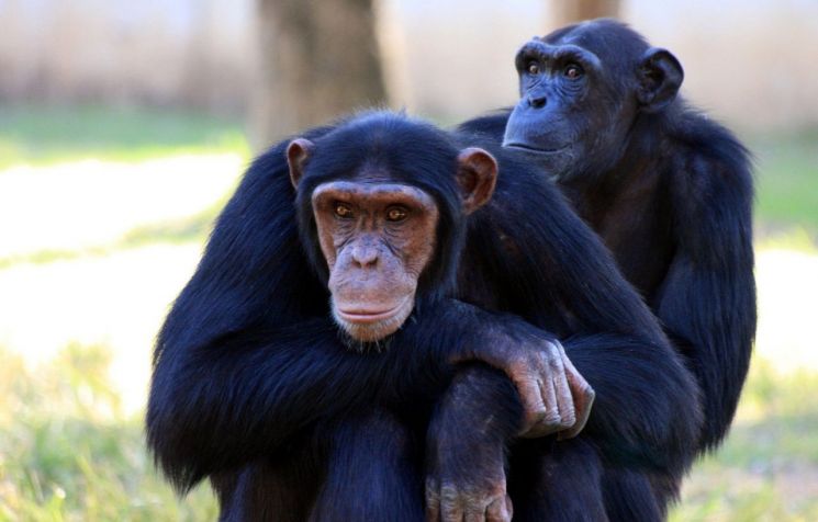 동물원 관광객에 '대변' 던지는 침팬지…이유는