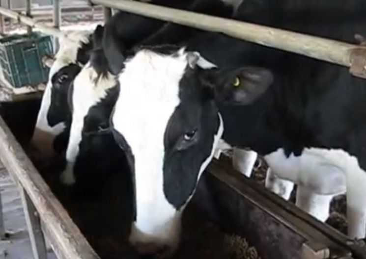 소 유전자 조작해 메탄 방출 줄인다?