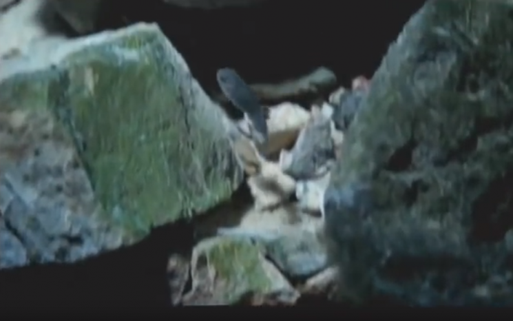 데빌스 홀 펍피쉬가 바위 턱을 향해 헤엄쳐 가는 모습/사진=유튜브 캡쳐