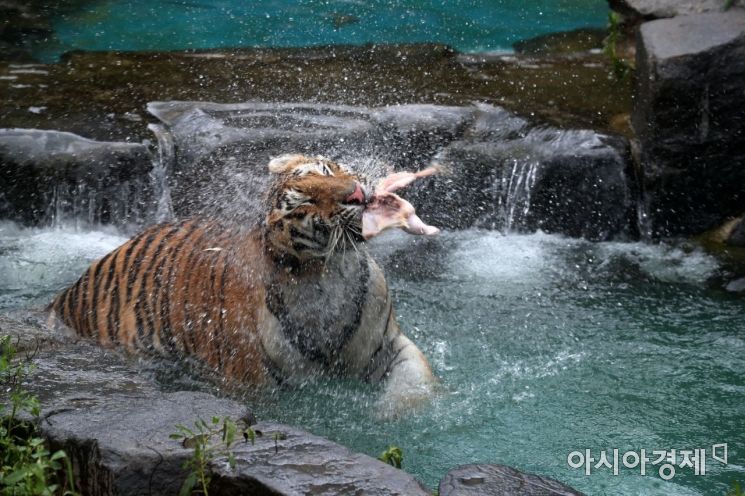 [포토]더위 식히는 호랑이 