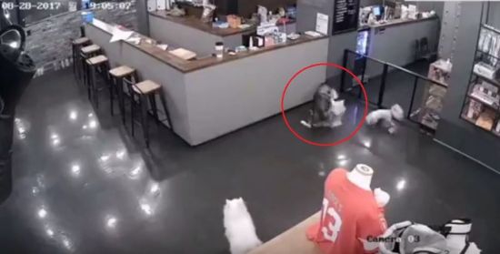 반려견 호텔에 맡기니 죽고 다치고 "실질적 감독 체계 없어"