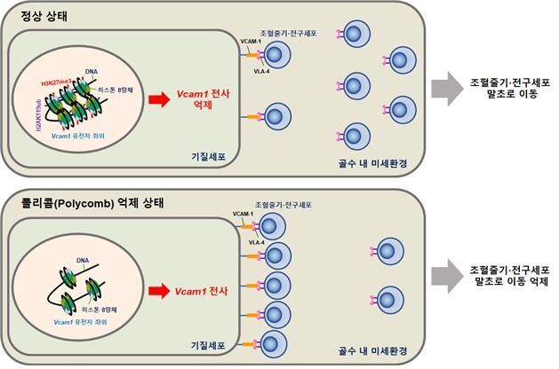 조혈줄기세포 이동에 관여하는 단백질 규명 
