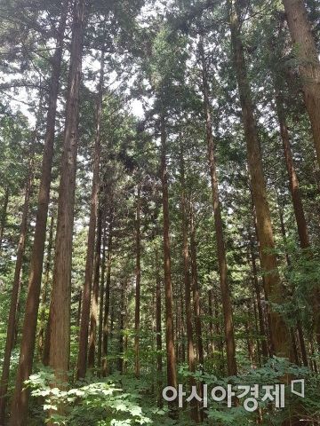 [전라도 주말 여행] ① 장성 축령산 편백숲
