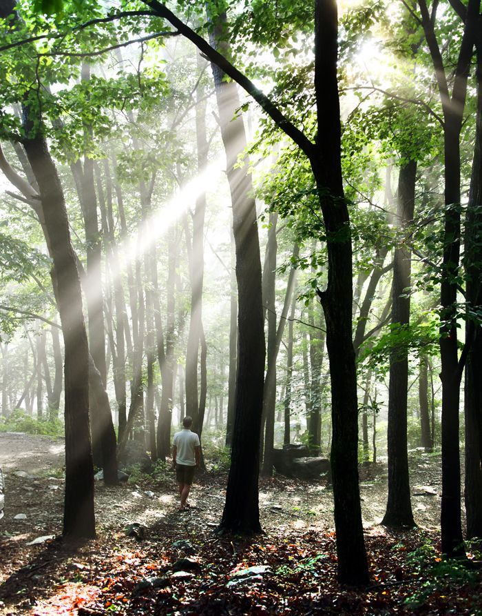 [조용준의 여행만리]안개 넘실거린 초록숲 한여름 빛도 쉬어간다 
