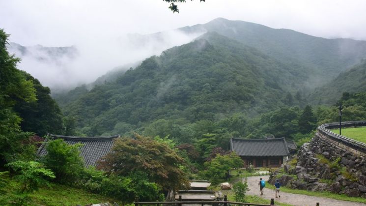 [조용준의 여행만리]안개 넘실거린 초록숲 한여름 빛도 쉬어간다 