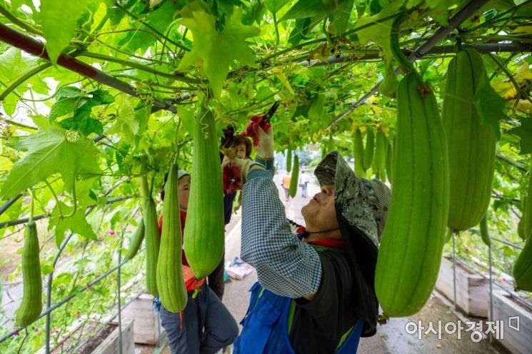[포토]수세미 주렁주렁