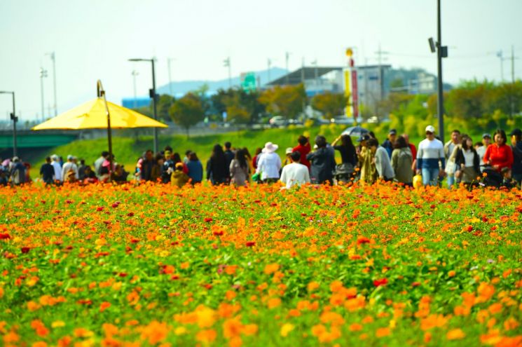 올 가을엔 "장성에서 꽃길 걸으세요"