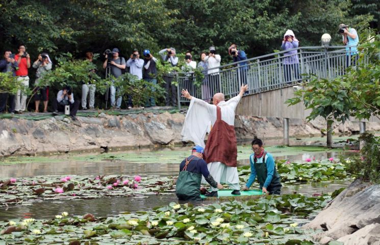 11일 전남 강진군 군동면 남미륵사 연꽃단지에서 제9호 태풍 레끼마의 영향으로 잔뜩 흐리고 강한 바람이 부는 가운데 법흥스님이 빅토리아 연잎을 타고 연못을 돌며 지역발전을 기원하고 있다. (사진제공=강진군)