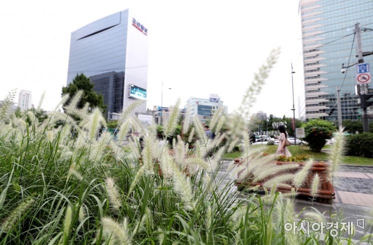 [포토]가을 수크령 살랑살랑 