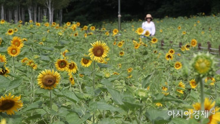 [포토] 활짝 핀 해바라기 속으로