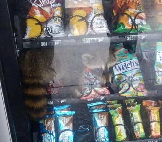 보안관에 따르면 자판기에 갇힌 너구리는 먹을 것을 구하기 위해 자판기에 들어간 뒤 빠져나오지 못한 것으로 추측된다./사진=볼루시아 카운티 보안관 사무실 페이스북 캡쳐
