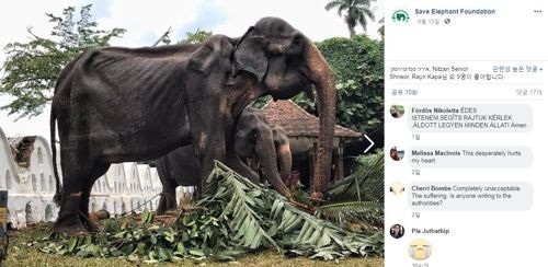 '평생 일만하는 코끼리' 비쩍 마른 몸으로 축제 동원, 동물학대 논란