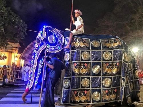 '평생 일만하는 코끼리' 비쩍 마른 몸으로 축제 동원, 동물학대 논란