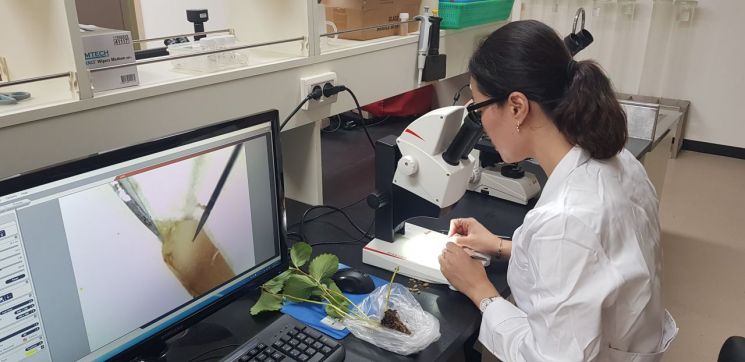 보성군, 명품딸기 조기 출하 위한 화아분화 검경 실시