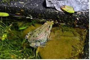 멸종위기종 금개구리 600마리 서천 국립생태원에 방사