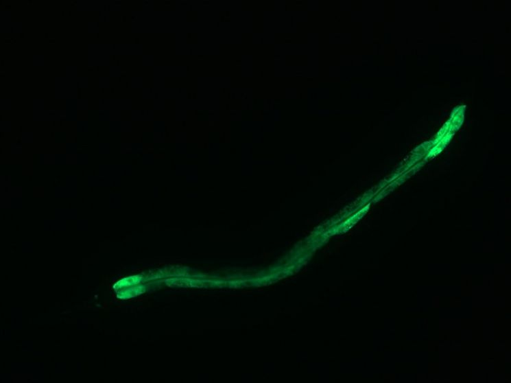 연구팀의 장수 효과 실험에 활용된 예쁜꼬마선충 현미경 사진
