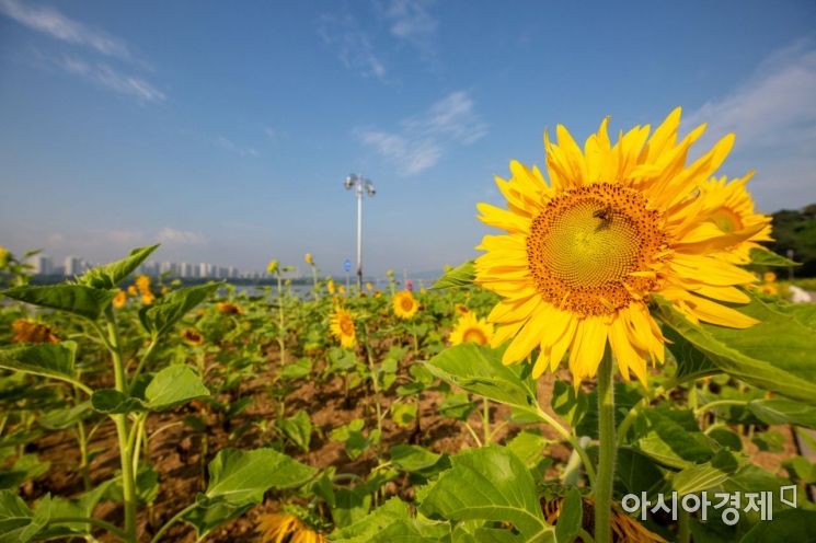 [포토]처서에 만난 해바라기