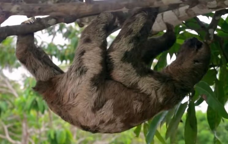 나무늘보는 천적으로부터 살아남기 위해 나무 위에서 살게 됐고, 부족한 영양소로 에너지 소모를 줄이기 위해서는 아주 느리게 움직일 수밖에 없습니다. [사진=유튜브 화면캡처]