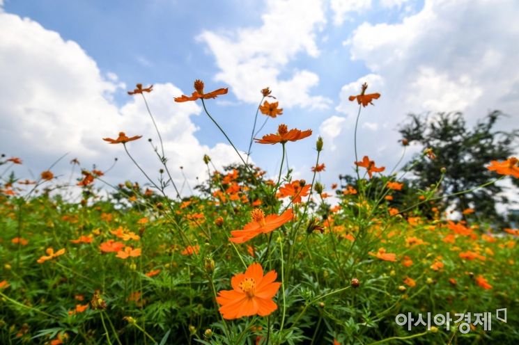 [포토]맑은 하늘 아래 코스모스