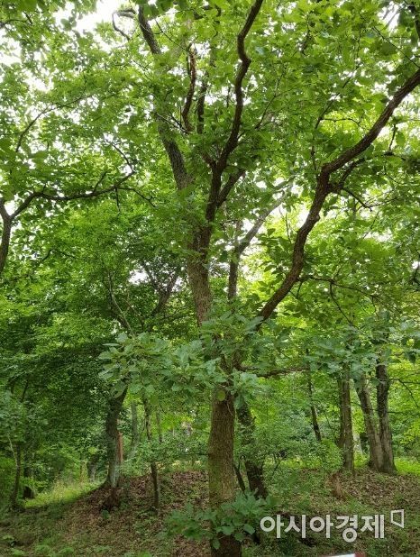 [전라도 주말 여행] ④ 영광 불갑사