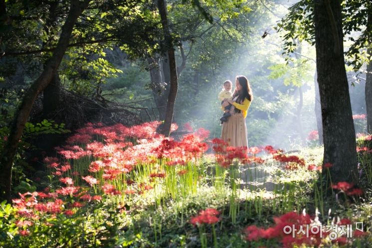 [전라도 주말 여행] ④ 영광 불갑사