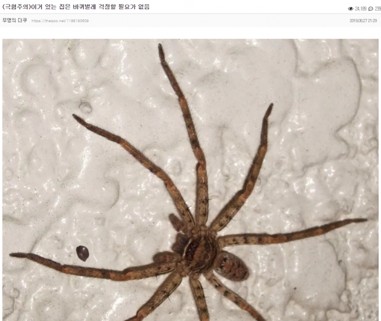 '바퀴벌레 천적' 농발거미 뭐길래