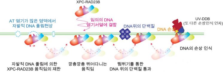  DNA 위 뛰어다니며 손상 찾는 단백질 이동 원리 규명