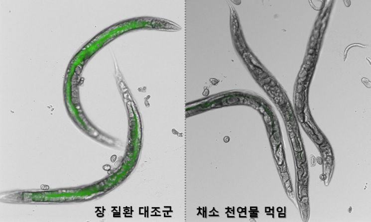 예쁜꼬마선충 벌레를 통해 본 채소유래 천연물에 의한 장 건강 개선효과
