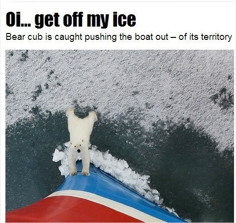 [과학을읽다]쇄빙선이 북극곰 생활 터전을 망친다?