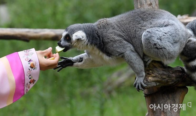[포토] 추석 특식 먹는 알락꼬리여우원숭이