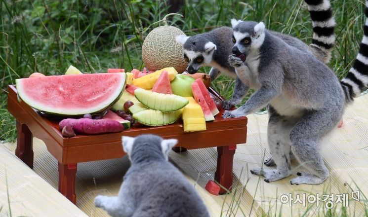 [포토] 추석 특식 즐기는 알락꼬리여우원숭이