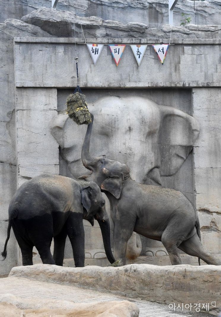 [포토] 추석 특식 즐기는 동물원의 코끼리