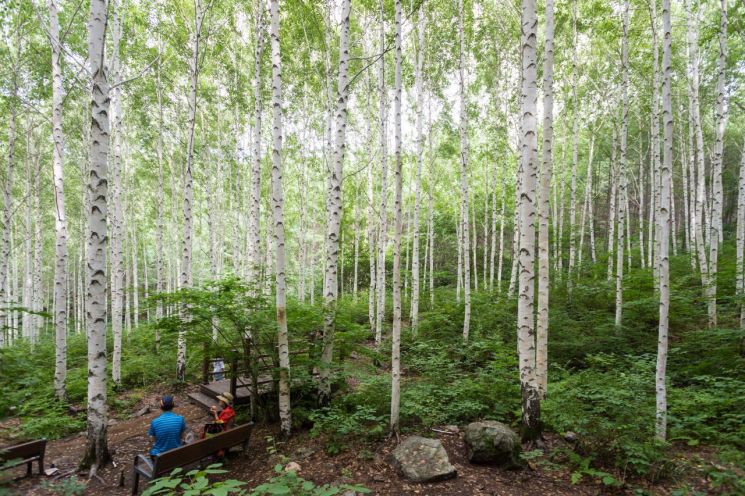 내린천휴게소 인근에 있는 원대리 자작나무숲