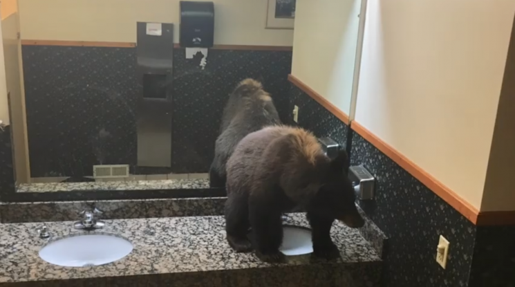 미국 빅 스카이 호텔 여자 화장실에서 발견된 곰/사진=Buck's T-4 Lodge & Restaurant