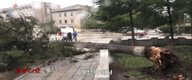 북한 조선중앙TV는 7일 오후 태풍 '링링'이 휩쓸고 간 개성시 피해현장의 모습을 공개했다. 사진은 중앙TV 방송화면 캡처로 도심의 나무가 뿌리째 뽑혀 있는 모습.