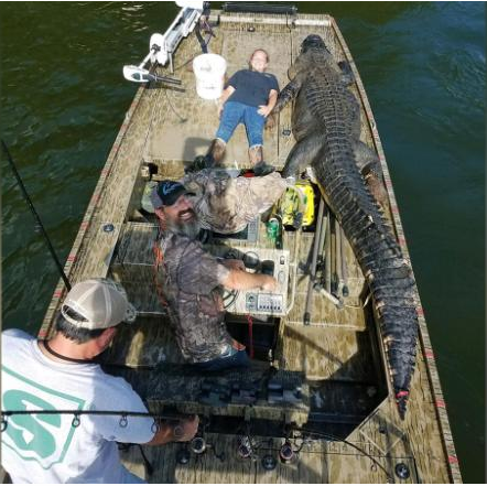 조지아 주의 데릭 스넬슨이 지난 1일(현지시간) 14피트(약 4.2672m) 길이의 거대한 악어를 사냥했다/사진=CNN 화면 캡처