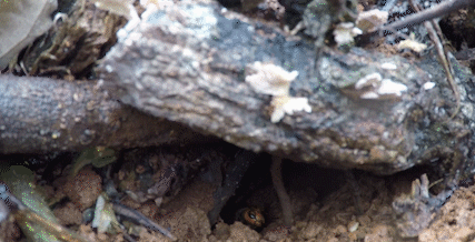 주로 땅 속이나 나무 밑에 집을 짓는 장수말벌과 꼬마장수말벌은 추석 성묘객에게 가장 위협적인 존재 중 하나다. 영상 = 이경도PD
