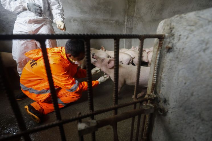 日에서는 일반 돼지열병 확산…"ASF 막기 위해 검역 등 대응 강화"