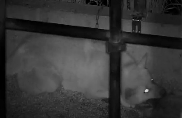한밤에 농가를 습격해 송아지를 잡아먹는 들개의 모습. [사진=유튜브 화면캡처]