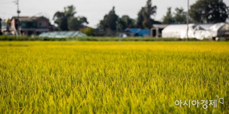 인천시, 광역시 최초 '쌀 소비 촉진 조례' 제정……지역농민 판로 확대