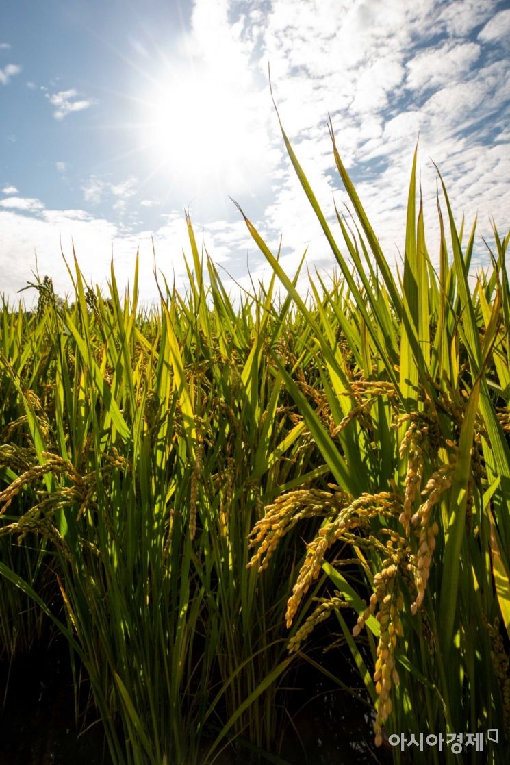 내일 아침 서울 최저기온 13도…"밤 낮 기온차 커 건강 유의해야"