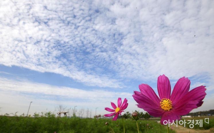 [포토] 활짝 핀 코스모스